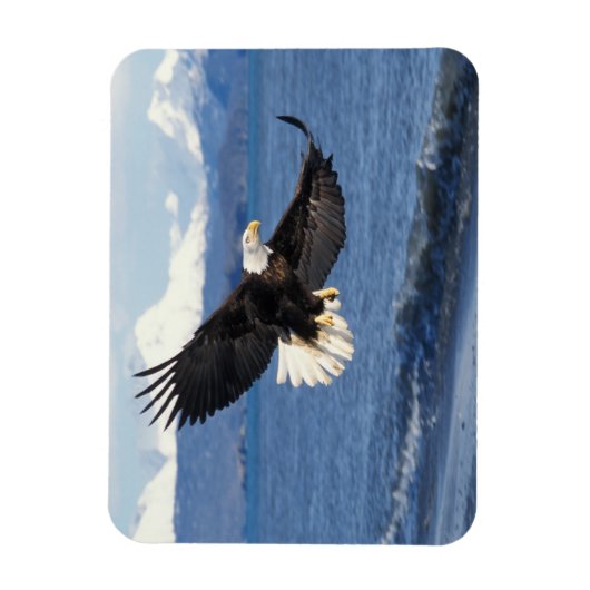 Glatzenadler, Haliäetus leuccocephalus, im Fliegen Magnet (Vertikal)