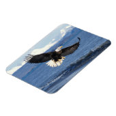 Glatzenadler, Haliäetus leuccocephalus, im Fliegen Magnet (Linke Seite)