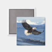 Glatzenadler, Haliäetus leuccocephalus, im Fliegen Magnet (Vorderseite/Rückseite)