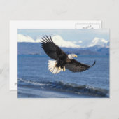 Glatzenadler, Haliäetus leuccocephalus, im Fliegen Postkarte (Vorne/Hinten)