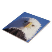 Glatzenadler, Haliäetus leucocephalus, Kopfschuss, Fliese (Seite)