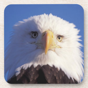 Glatzenadler, Haliäetus leucocephalus, Kopfschuss, Getränkeuntersetzer