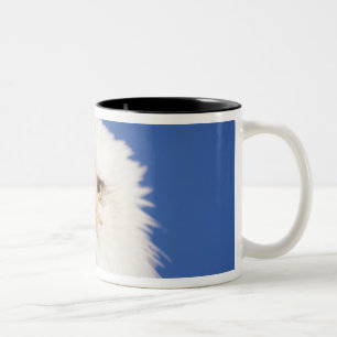 Glatzenadler, Haliäetus leucocephalus, Kopfschuss, Zweifarbige Tasse