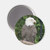 Glatzenmagnet Magnet (Vorderseite/Rückseite)