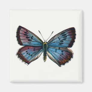 Glaucopsyche arion - The Large Blue Butterfly Magnet