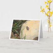 Glaucopsyche melanops, Schwarz-mit Augen Blauer Sc Karte (Gelbe Blume)