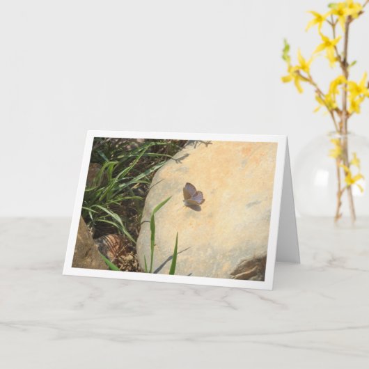 Glaucopsyche melanops, Schwarz-mit Augen Blauer Sc Karte (Gelbe Blume)