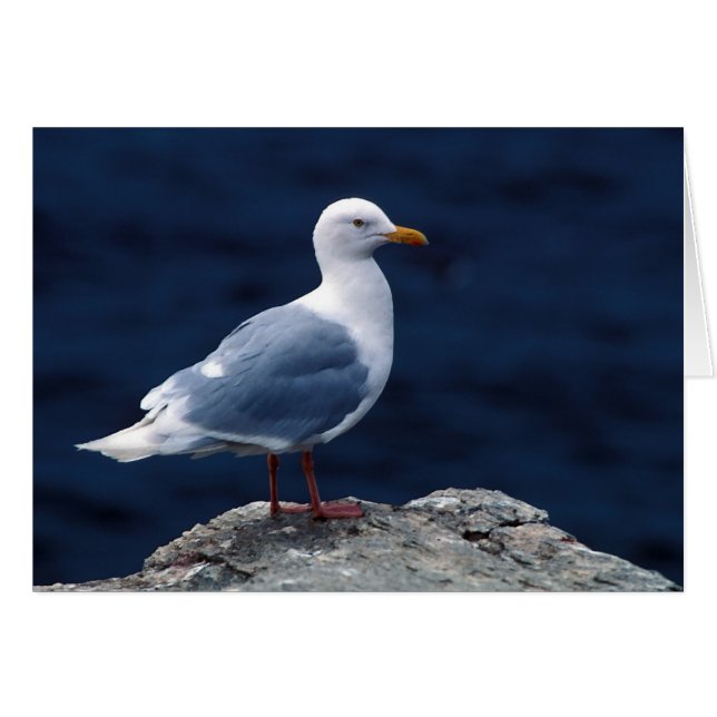 Glaucous Gull (Vorderseite (Horizontal))