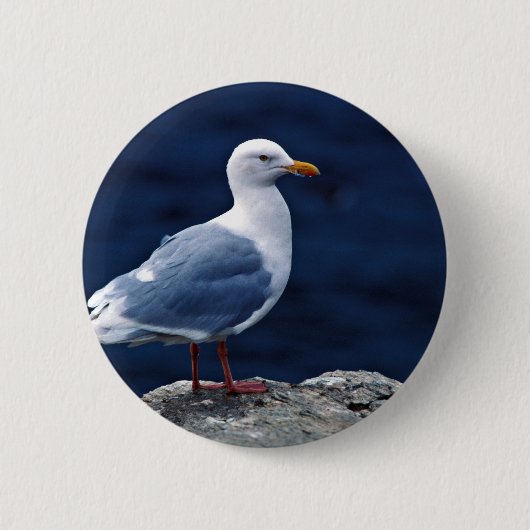 Glaucous Möve Button (Vorderseite)
