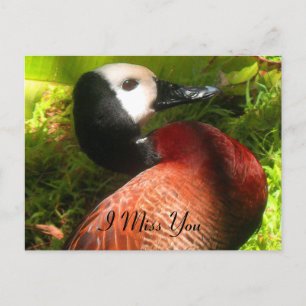 Glauve_nal Postkarte