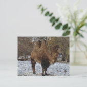 Glazed Camel Art Postkarte (Stehend Vorderseite)