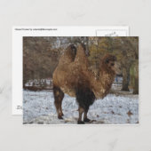 Glazed Camel Art Postkarte (Vorne/Hinten)