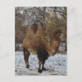 Glazed Camel Art Postkarte (Vorderseite)