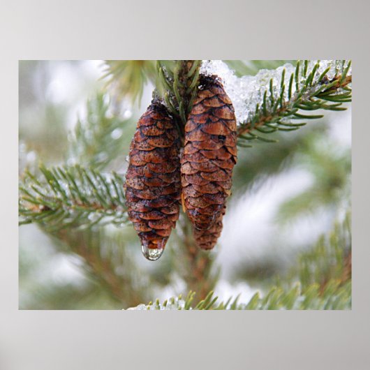 Glazed Cones Poster (Vorne)