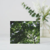 Glen Helen Maple Postkarte (Stehend Vorderseite)