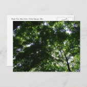 Glen Helen Maple Postkarte (Vorne/Hinten)