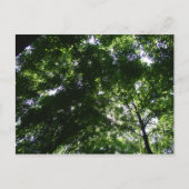 Glen Helen Maple Postkarte (Vorderseite)