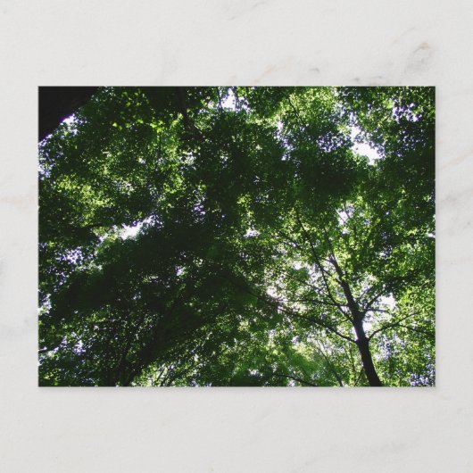 Glen Helen Maple Postkarte (Vorderseite)