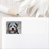 Glen of Imaal Terrier (Insitu)