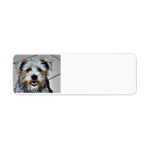 Glen of Imaal Terrier (Vorne)