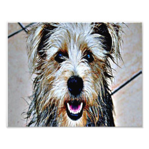 Glen of Imaal Terrier Fotodruck