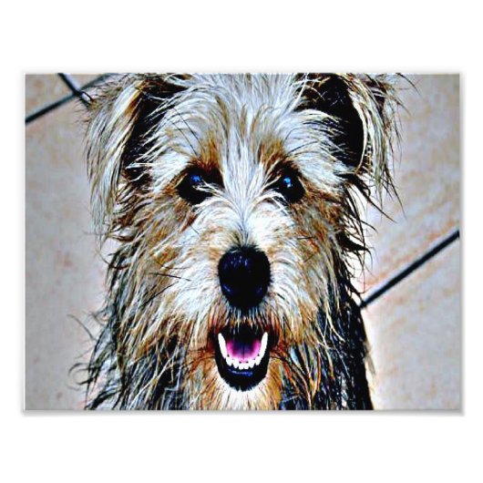 Glen of Imaal Terrier Fotodruck (Vorne)