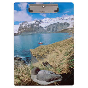 Gletscher und Segelyacht im Hintergrund Klemmbrett