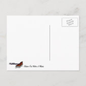 Gletschergewässer von Alaska Gefüttert Postkarte (Rückseite)