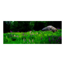 Gletscherkugel in einem Lupinefeld-Poster