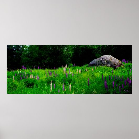 Gletscherkugel in einem Lupinefeld-Poster Poster (Vorne)