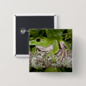Gliding Frog, Polypedates dennysi ssp, Button (Vorne & Hinten)