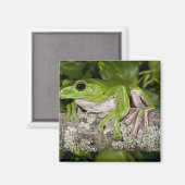 Gliding Frog, Polypedates dennysi ssp, Magnet (Vorderseite/Rückseite)