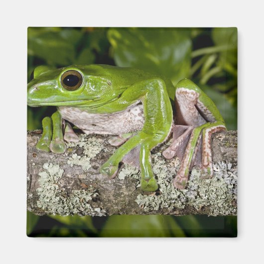 Gliding Frog, Polypedates dennysi ssp, Magnet (Vorne)