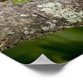 Gliding Frog, Polypedates dennysi ssp, Poster (Ecke)