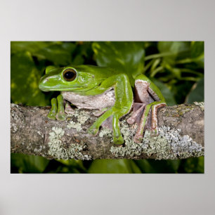 Gliding Frog, Polypedates dennysi ssp, Poster