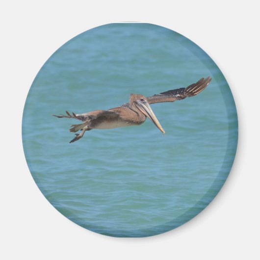 Gliding Pelican Magnet (Vorne)