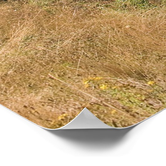 Glines Canyon Dam Print Poster (Ecke)