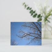 Glitternder Eis und schneebedeckte Bäume Postkarte (Stehend Vorderseite)