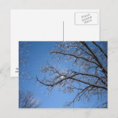 Glitternder Eis und schneebedeckte Bäume Postkarte (Vorne/Hinten)