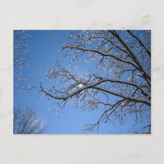 Glitternder Eis und schneebedeckte Bäume Postkarte (Vorderseite)