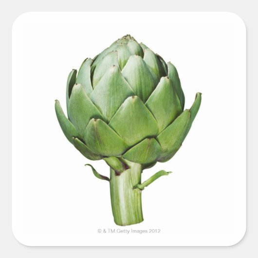 Globe Artichoke auf weißem Hintergrund ausschneide Quadratischer Aufkleber (Vorderseite)