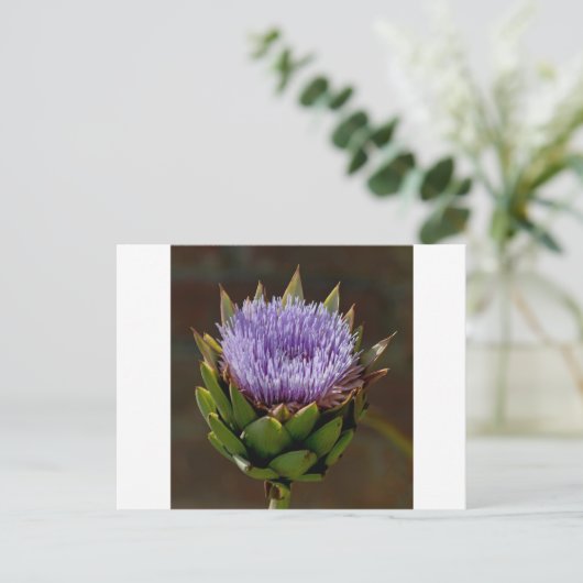 Globe Artichoke, Cynara Cardunculus, in Blume. Postkarte (Stehend Vorderseite)