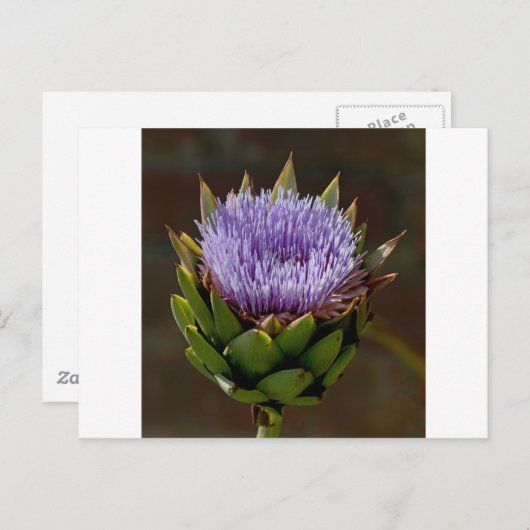 Globe Artichoke, Cynara Cardunculus, in Blume. Postkarte (Vorne/Hinten)