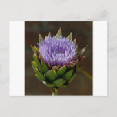 Globe Artichoke, Cynara Cardunculus, in Blume. Postkarte (Vorderseite)