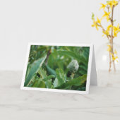 Globe Artichoke Thistle Pflanze Karte (Gelbe Blume)