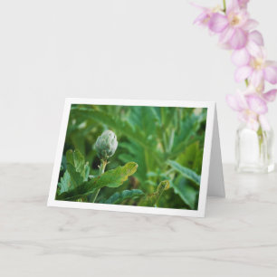 Globe Artichoke Thistle Pflanze Karte