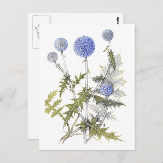 Globe Thistle Collection Postkarte (Vorne/Hinten)