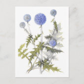 Globe Thistle Collection Postkarte (Vorderseite)