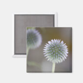 Globe Thistle Magnet (Vorderseite/Rückseite)