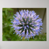 Globe Thistle Poster (Vorne)